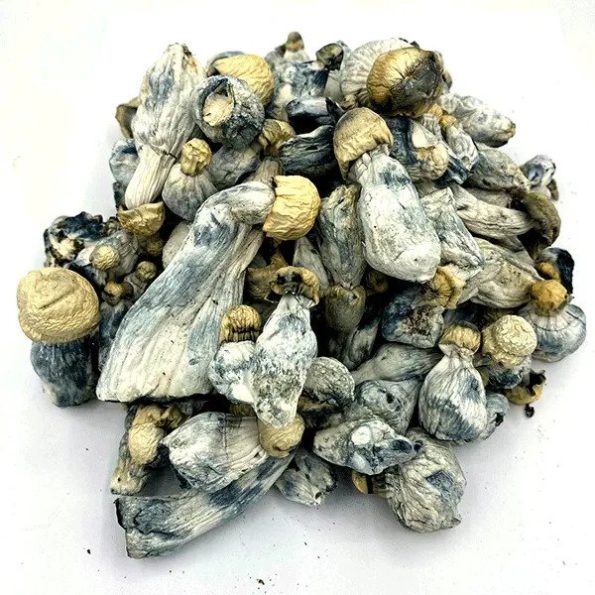 Albino-Tidal-Wave-Magic-Mushrooms-595x595 Albino Tidal Wave Magic Mushrooms - Image 1