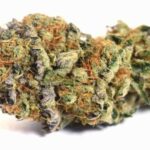 Buy Black Truffle Strain